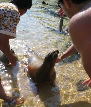 Focas de Hainan tragando Peces Sable.jpg
